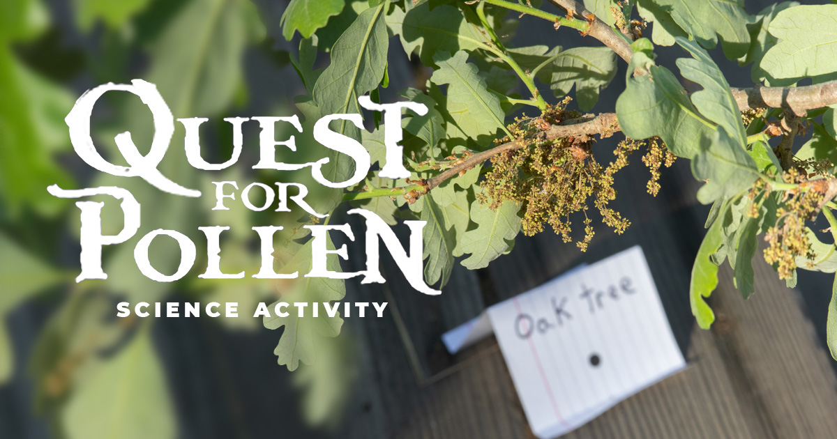 Image of The Quest for Pollen science activity cover